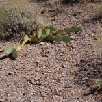 Opuntia phaeacantha, Tucson, AZ
