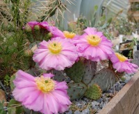 Opuntia pinkavae, Martin Tversted Ravn at www.nordravn.dk