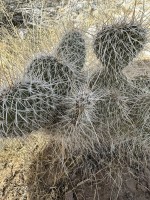 Opuntia polyacantha erinaceae, near Las Vegas NV