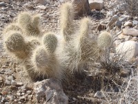 Opuntia polyacantha erinacea, Jane, NV
