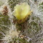 Opuntia polyacantha erinacea, CA, Daiv Freeman