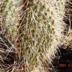 Opupntia polyacantha erinacea, Golden Valley, AZ