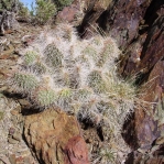 Opupntia polyacantha erinacea, White Mts, CA, Daiv Freeman