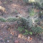 Opuntia polyacantha hystricina, Santa Fe Trail, NM