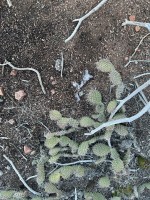 Opuntia polyacantha juniperina