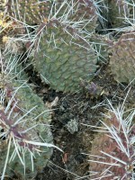 Opuntia polyacantha juniperina, Santa Fe, NM