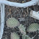 Opuntia polyacantha juniperina