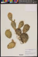 Opuntia polyacantha polyacantha, herbarium sheet, CO