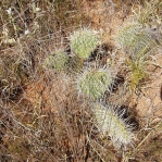 Opuntia polyacantha polyacantha, Palo Duro Canyon, TX