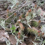 Opuntia polyacantha polyacantha, near Devil's Tower, WY, Daiv Freeman