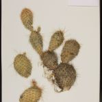 Opuntia polyacantha polyacantha, herbarium sheet, CO