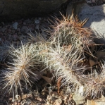 Opuntia polyacantha polyacantha, Pueblo Co, CO, Derrill Pope