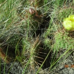 Opuntia polyacantha polyacantha, south of Alberta, CA, Rene Haasdyk