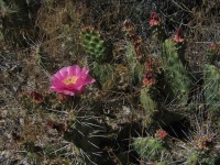Opuntia polyacantha rhodantha, Grand Junction, CO