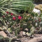 Opuntia polyacantha rhodantha, 'Drama Queen', garden, Grand Junction, CO