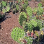 Opuntia polyacantha rhodantha, Moab, UT