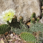 Opuntia polyacantha rhodantha, Rio Grande Botanic Gardens, Albuquerque, NM