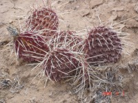 Opuntia polyacantha schweriniana, southwest of Taos, NM