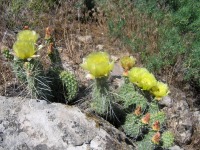 Opuntia polyacantha schweriniana, Meeker, CO