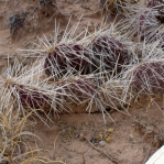 Opuntia schweriniana, NM
