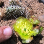 Opuntia polyacantha schweriniana, Sapinero, CO