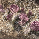 Opuntia polyacantha schweriniana, southwest of Taos, NM