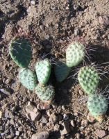 Opuntia polyacantha utahensis, near Austin, NV