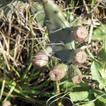 Opuntia polycarpa
