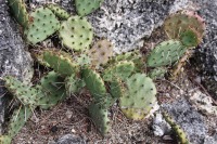 Opuntia pottsii, Drew Avery