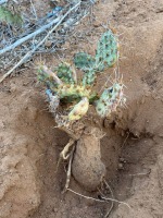Opuntia pottsii, Carlos Cerantes, El Paso Area
