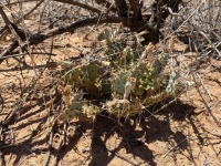 Opuntia pottsii, Carlos Cerantes, El Paso Area