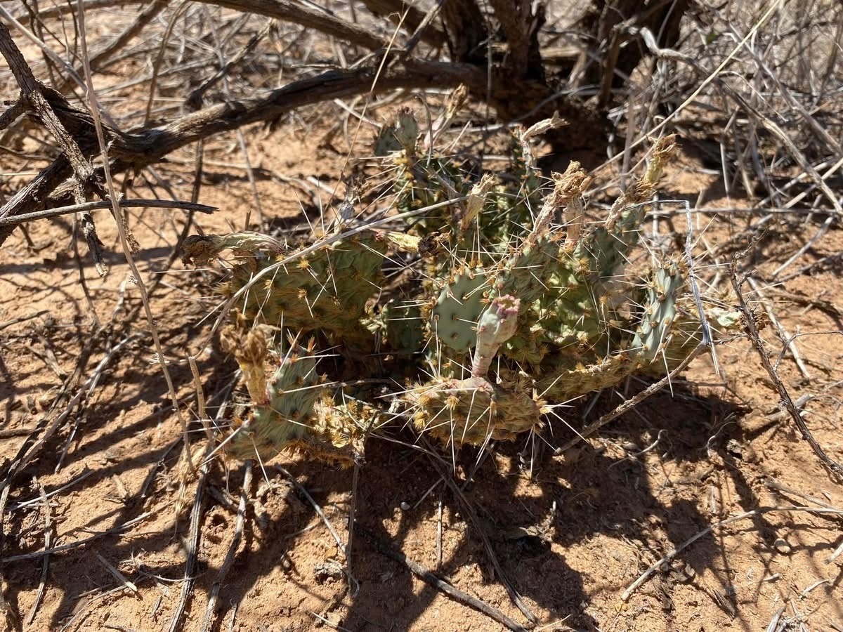 Opuntia pottsii, Carlos Cerantes, El Paso Area