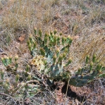 Opuntia pottsii, Tierra Grande, NM