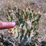 Opuntia pottsii, Tierra Grande, NM