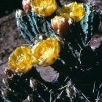 Opuntia pottsii, Wilcox Playa, AZ