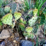 Opuntia pottsii, south of Albquerque, NM