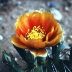 Opuntia pottsii, southeast of Boothill, NM