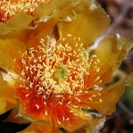 Opuntia pottsii, garden flower