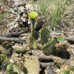 Opuntia montana, Steve Brack
