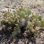 Opuntia pottsii, near Kingman, AZ