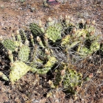 Opuntia pottsii, near Kingman, AZ