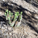 Opuntia pottsii, 6,500 ft, near Cochiti Pueblo, NM