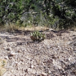 Opuntia pottsii, 6,500 ft, near Cochiti Pueblo, NM