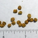 Opuntia pottsii, seeds