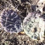 Opuntia pottsii, winter, Albuquerque, NM