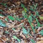 Opuntia pusilla, etiolated growth, Flat Rock Park, GA, Paul Adanick