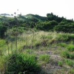 Opuntia pusilla, habitat, Nags Head, NC