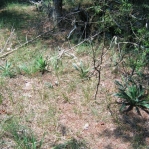 Opuntia pusilla habitat, Rocky Face, Taylorsville, NC