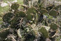 Opuntia pyrocarpa, Parker County, TX, Ron Beerer