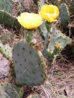 Opuntia pyrocarpa, near Austin, TX